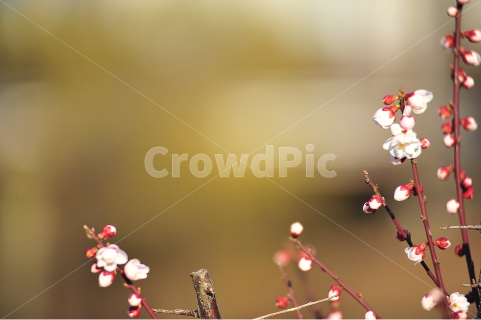 꽃,봄,자연,배경,새순,식물,자연,plants,nature,꽃,flower