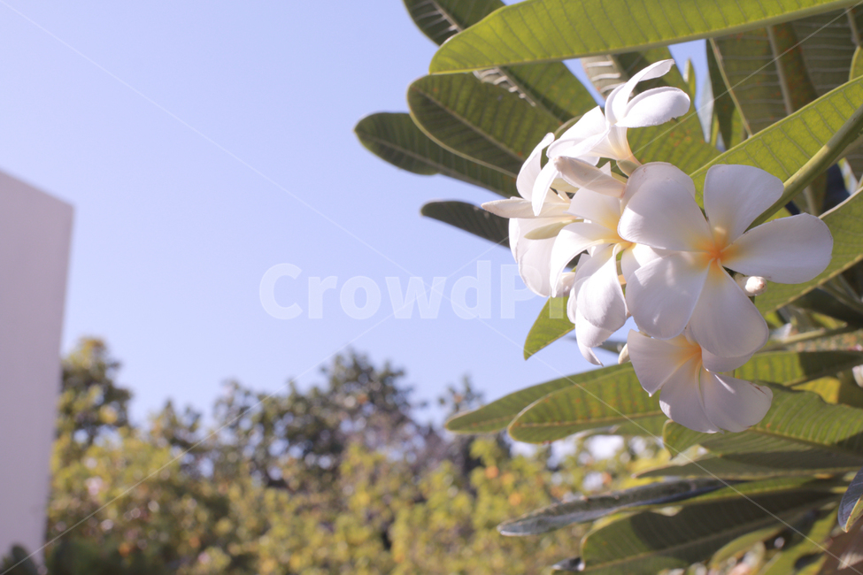 꽃,식물,plant,자연,flower