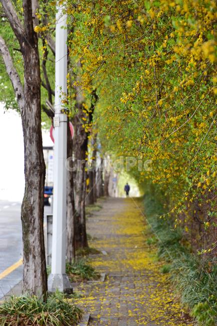 배경,아름다운,길,개나리,봄,노란,background,beautiful,way,forsythia,spring,yellow,봄,계절,spring,season,식물,자연,plants,nature,꽃,flower,path,통로,urban,어반,building,건물,town,도시,street,거리,city,시티,road,도로,tree,나무,plant,outdoors,옥외,garden,정원