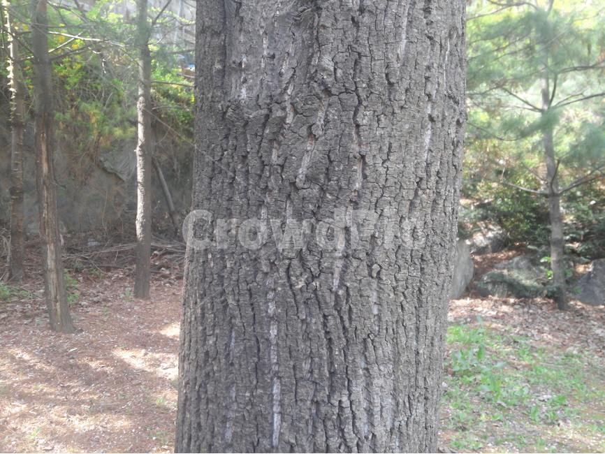 나무,껍질,식물,공원,숲,식물,자연,plants,nature,나무,trees,wood