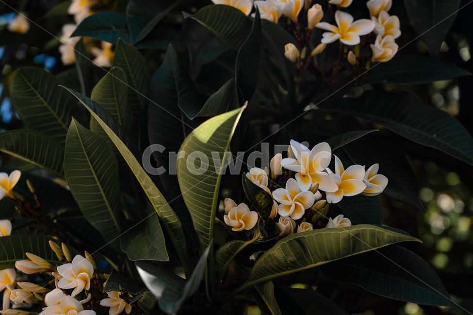 꽃,나무,빛,그림자,감성,flower,tree,light,shadow,식물,자연,plants,nature,꽃,flower