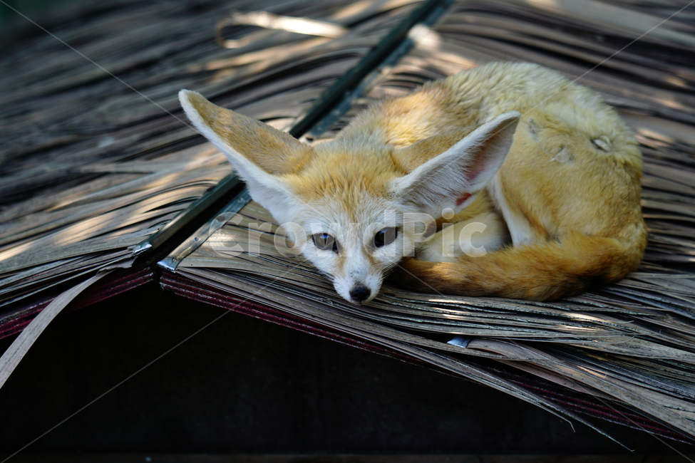 사막여우,여우,fox,페넥여우,fennecfox,포유류,육식동물,동물,animal,동물,animal,포유류,mammal