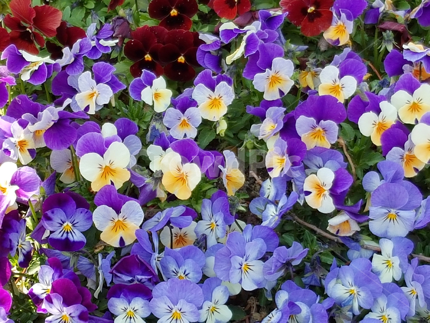 꽃,봄,화단,길가꽃,flower,꽃배경,예쁜꽃