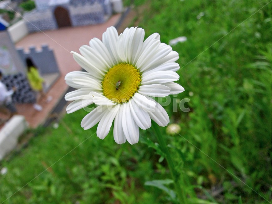 plant,식물,꽃,daisies,flower,식물,자연,plants,nature,꽃,flower