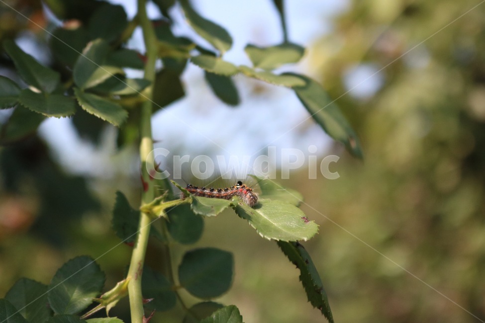곤충,벌레,털,나무,식물,하늘,자연,insect,konchuu,mushi,worm,fur,ke,tree,ki,plants,shokubutsu,sky,sora,nature,햇빛,그림자,sunlight,hizashi,shadow,kage,동물,animal,곤충,벌레,insect,bug