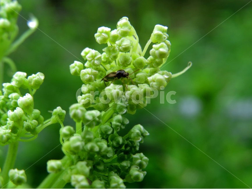 곤충,야생화,식물,자연,생태사진,동물,animal,곤충,벌레,insect,bug