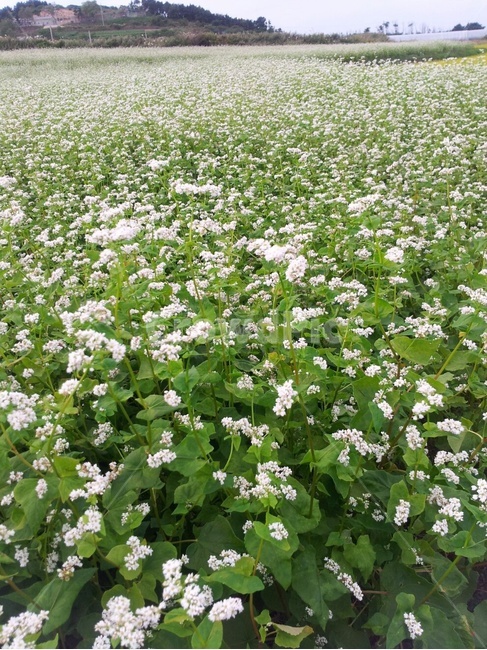 메밀밭,메밀꽃,메밀풍경,흰꽃,봄꽃,식물,plant