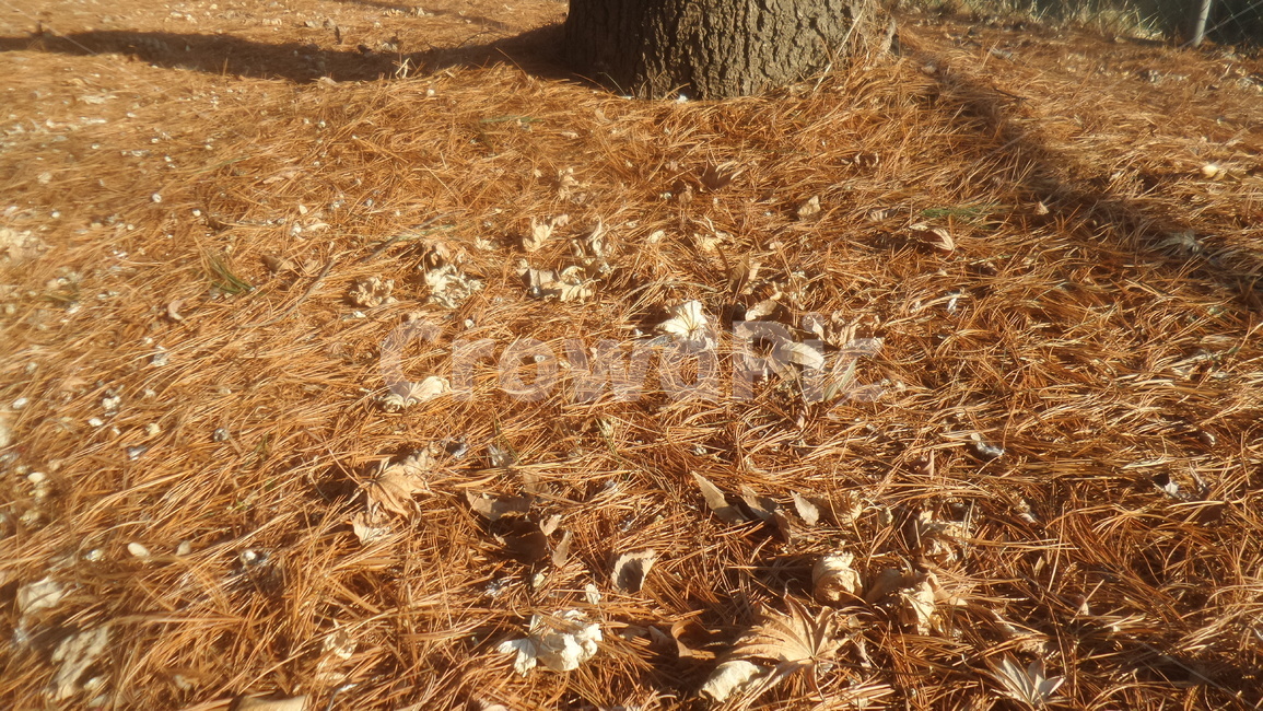 솔잎,송침,소나무잎,낙엽,송모,떨어진잎,자연,풍경,nature,landscape,ground,바닥,soil,흙