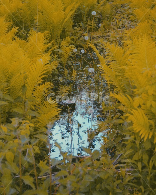nature,자연,outdoors,water,물,plant,식물,새벽,dawn,숲,forest,꿈,dream,dreamy,몽환,신비