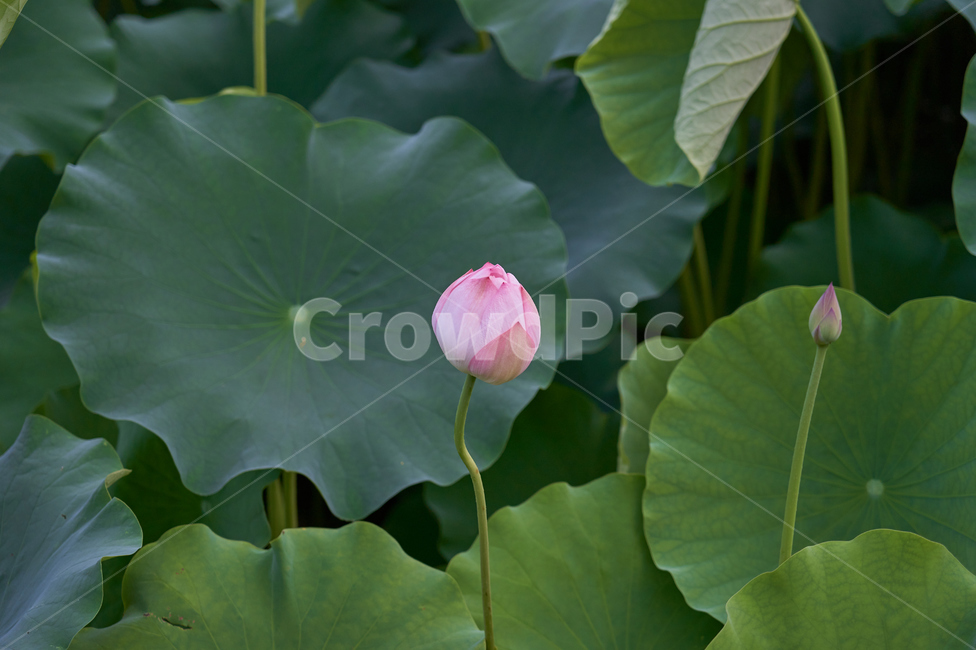 연꽃,연잎,세미원,꽃봉오리,여름