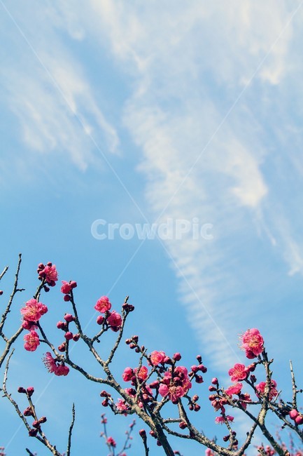 홍매화,하늘,bluesky,plumblossom,매화,flower,꽃,식물,봄,계절,spring,season,식물,자연,plants,nature,꽃,flower,plant