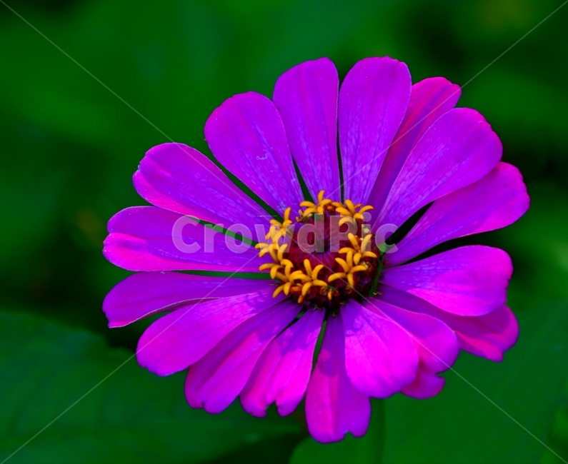 백일홍,가을,자라섬,flower,식물,plant,식물,자연,plants,nature,꽃,flower