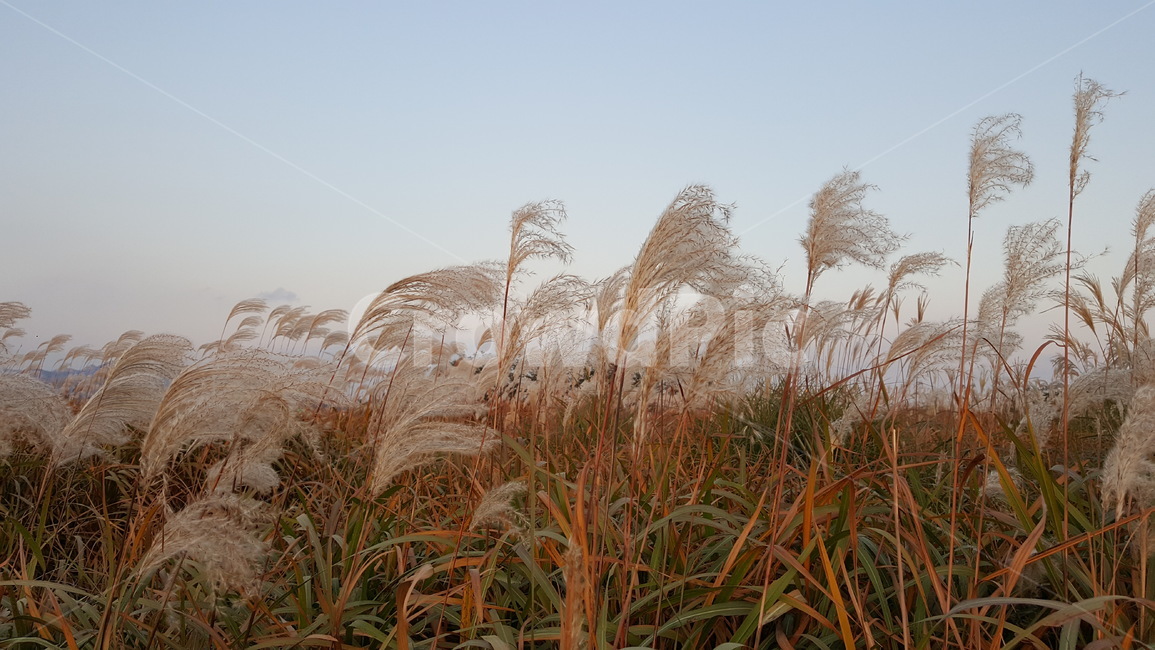풀,바람,꽃,풍경,여유