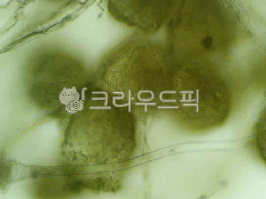 mold, fungi, microscope, microscope observation, microscope ...