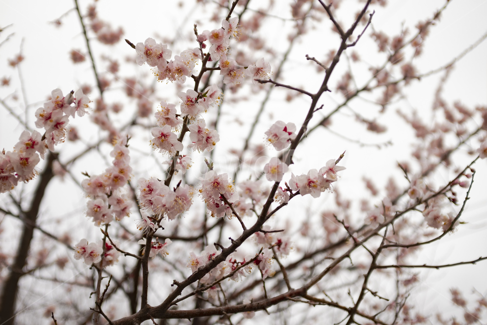 벚꽃,봄,산책,꽃,나무,봄,계절,spring,season,plant,식물,flower,blossom