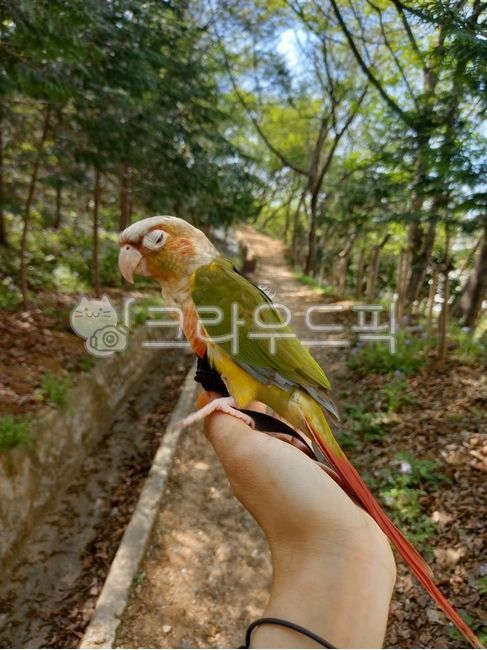 bird,conure,animal,parrot,walk,pet,Pineapple Conure