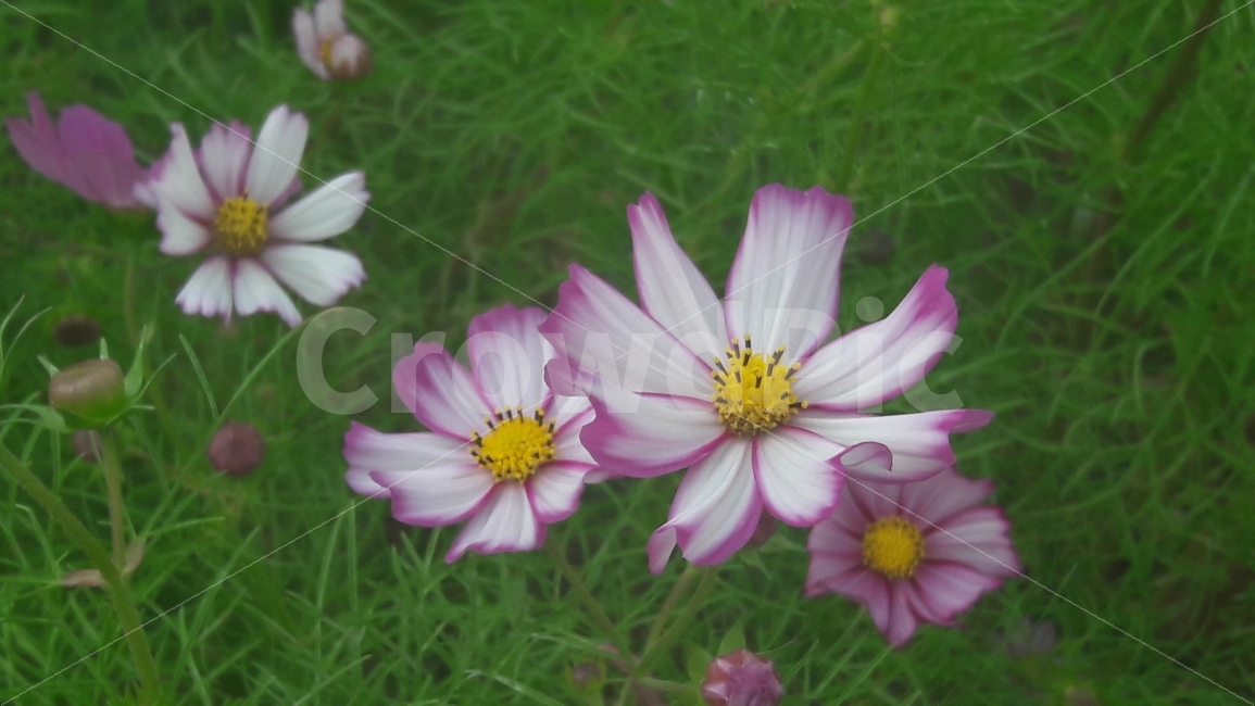 꽃,코스모스,초록,분홍,흰색,가을,계절,fall,autumn,season,식물,자연,plants,nature,꽃,flower,plant