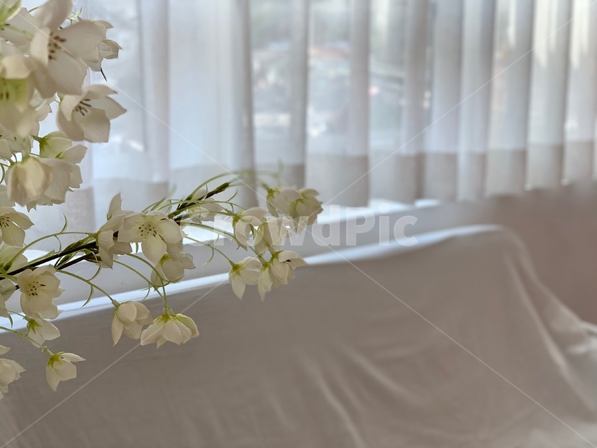 plant,식물,blossom,꽃,flower,flowerarrangement,whiteflower,흰꽃,커튼,curtain,소파,sofa,화이트톤,whitetone,white,인테리어,interior,집,house,home,스튜디오,studio,living,실내,inside