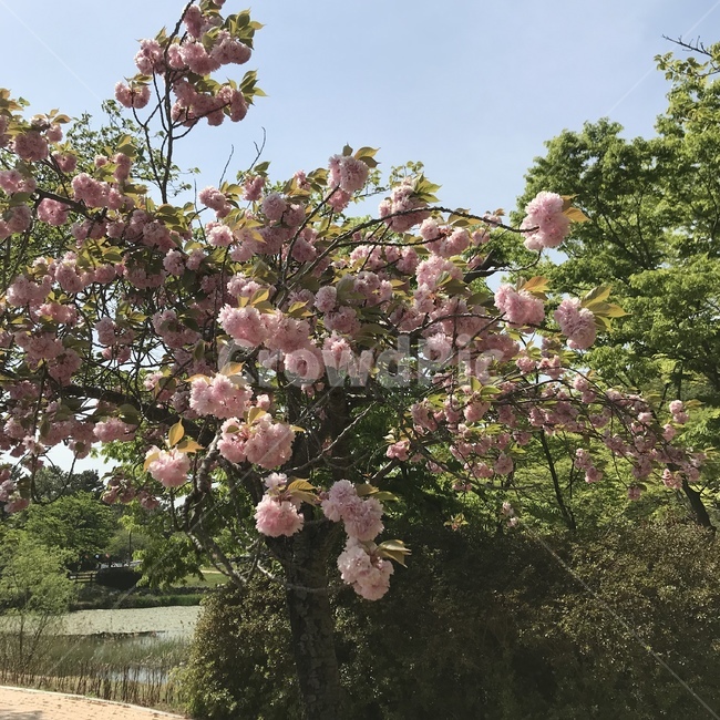 꽃,겹벚꽃,봄,경주,벚꽃,봄,계절,spring,season,식물,자연,plants,nature,꽃,flower,plant