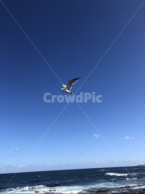 갈매기,바다,하늘,새,bird,animal,동물,flying,푸른색,푸른바다,자유로움