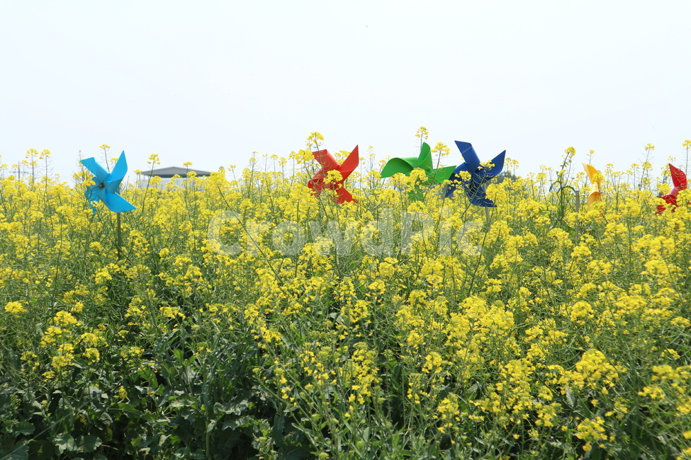 field,들,호미곶,유채꽃,바람개비,즐거움,노랑,향기,봄,계절,spring,season