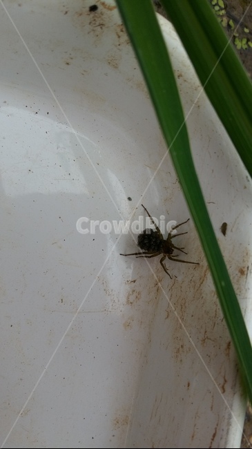거미,논생물,거미알,거미생태,논거미,동물,animal,곤충,벌레,insect,bug