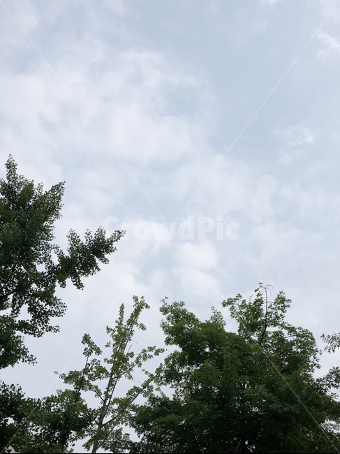 나무,하늘,구름,초록색,하늘색