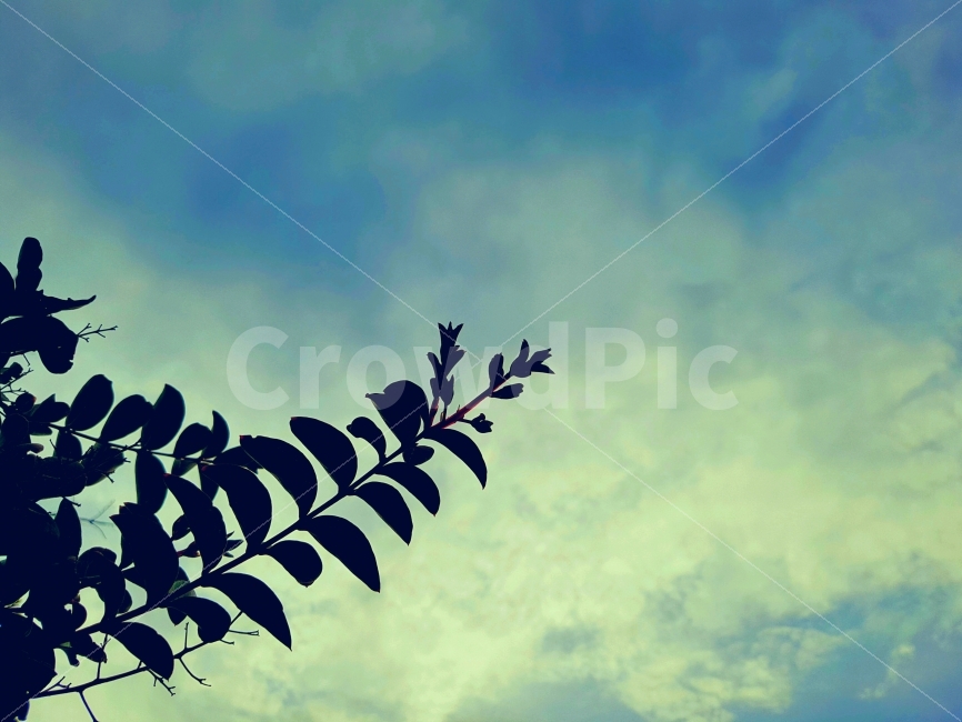 고요,일상,새벽,하늘,나무,나뭇가지,옥상,노을,색감,자연,풍경,평화,silence,Daily,dawn,sky,tree,bough,rooftop,sunset,color,nature,landscape,peace,view,식물,자연,plants,nature