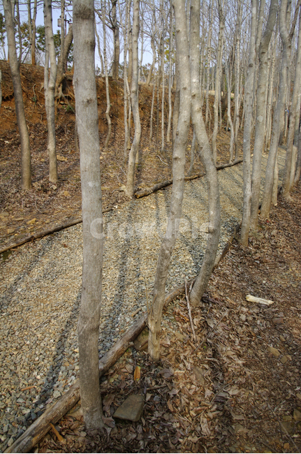 자연,나무,식물,plant,tree,길,흙길