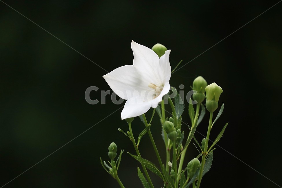 plant,식물,꽃,flower,도라지꽃,식물,자연,plants,nature,꽃,flower
