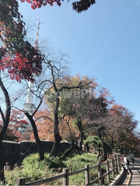 가을,단풍,남산타워,가을하늘,단풍길,fall,autumn,bluesky,nature,자연,울타리,fence,trip,여행,한국,korea,southkorea