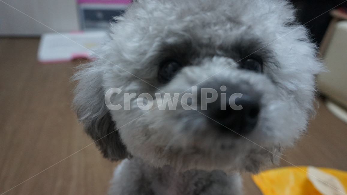 강아지,푸들,반려견,dog,동물,실버푸들,반려동물,poodle,토이푸들,애완동물,애완견,동물,animal,포유류,mammal,개,강아지,dog,doggy