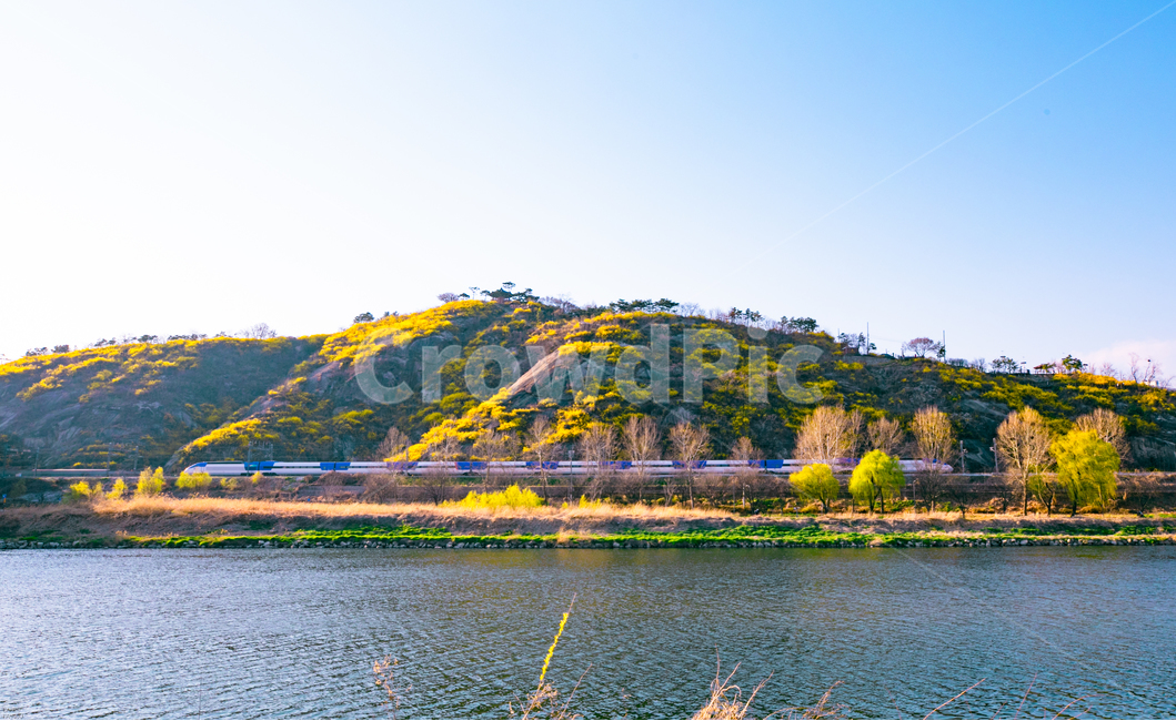 응봉산개나리,응봉산,개나리,응봉산개나리반영,중랑천개나리,봄,계절,spring,season,자연,풍경,nature,landscape,outdoors,옥외,water,물