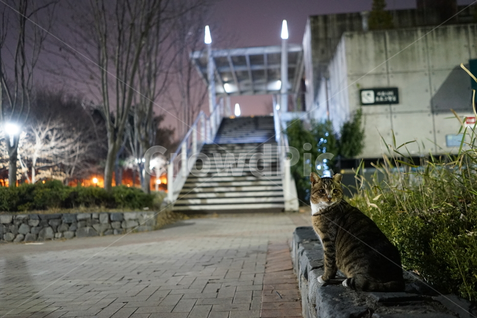 pet,cat,고양이,동물,mammal,포유류,길냥이,동물,animal,포유류,mammal,고양이,cat,kitten,kitty