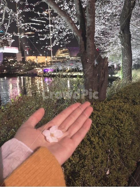 벚꽃,꽃,손,야경,손위의꽃