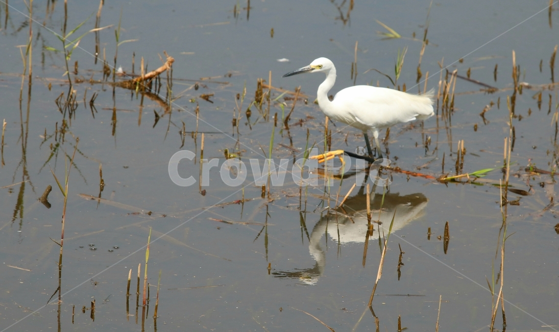 waterfowl,물새,백로,새,bird,역광,동물,animal,조류,새,birds