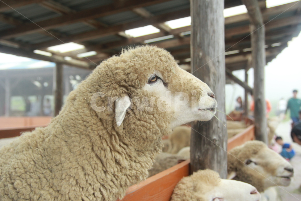 양,동물,포유류,양떼목장,목장,동물,animal,포유류,mammal,산업,industry,industrial,목축업,목장,livestock farming,ranching,pasture