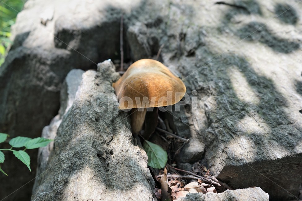 버섯,자연,산,숲,mushroom,nature,forest,버섯,mushroom