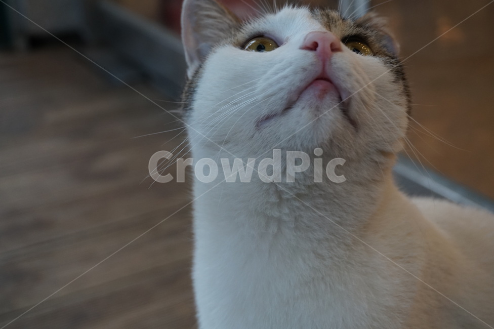 고양이,근접,동물,cat,kitty,animal,동물,animal,포유류,mammal,고양이,cat,kitten,kitty