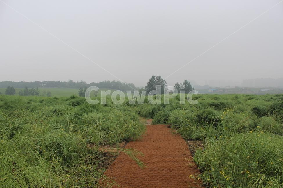 안성,안성팜농원,유채밭,초록,흐린,자연,풍경,nature,landscape,ground,바닥,outdoors,옥외