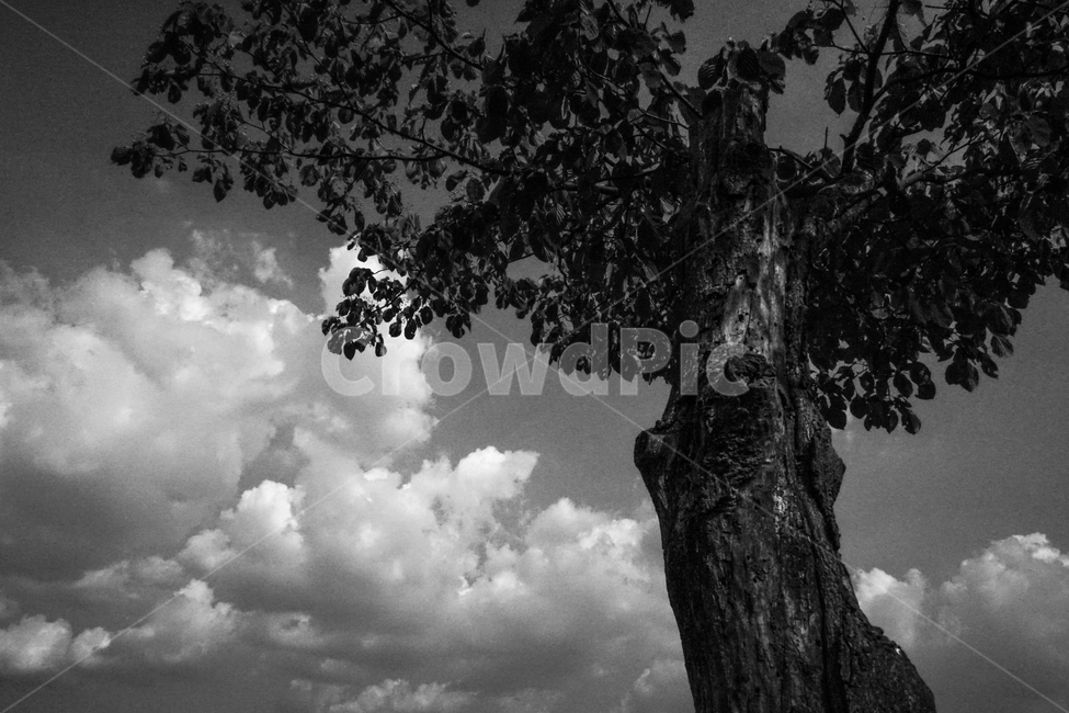 나무,하늘,구름,식물,풍경,식물,자연,plants,nature,나무,trees,wood,흑백,모노톤,monochrome,black and white