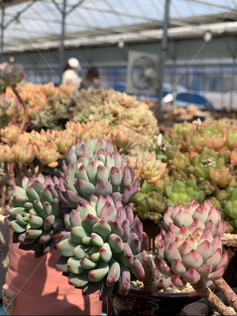 다육,식물,농장,다육이,화분,식물,자연,plants,nature