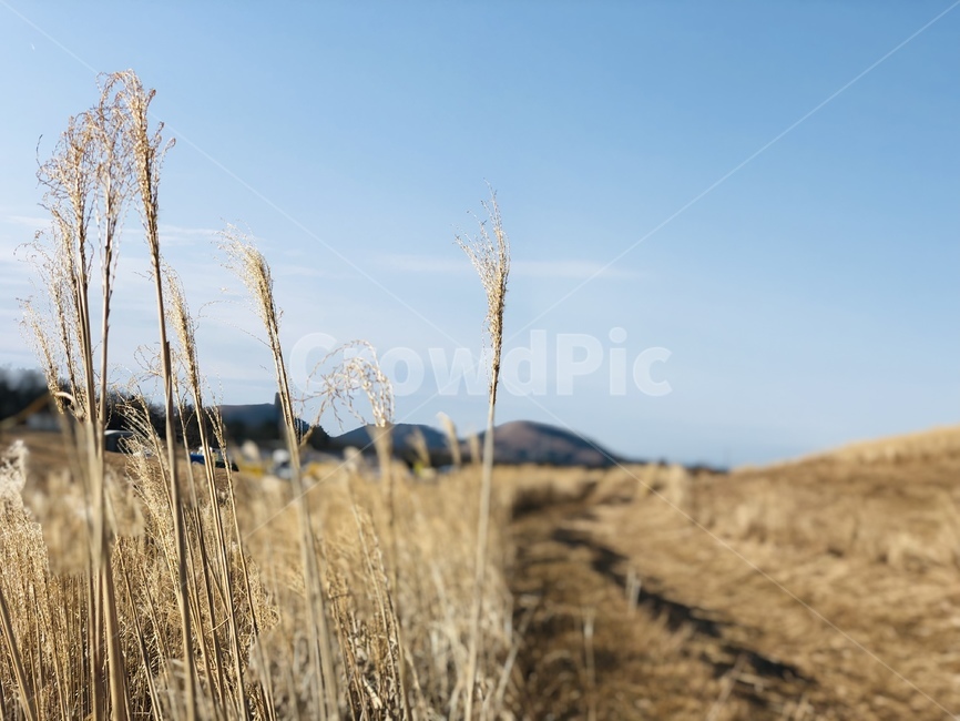 갈대,길,겨울,하늘,구름,푸른하늘,reed,road,winter,sky,cloud,bluesky,countryroad,dirtroad,자연,풍경,nature,landscape,plant,식물,grass,잔디,food,음식