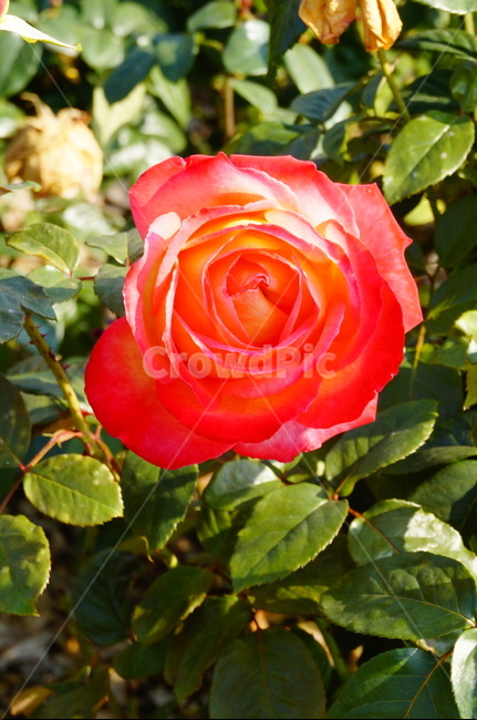 장미,꽃,빨강,감성사진,장미꽃,식물,자연,plants,nature,꽃,flower