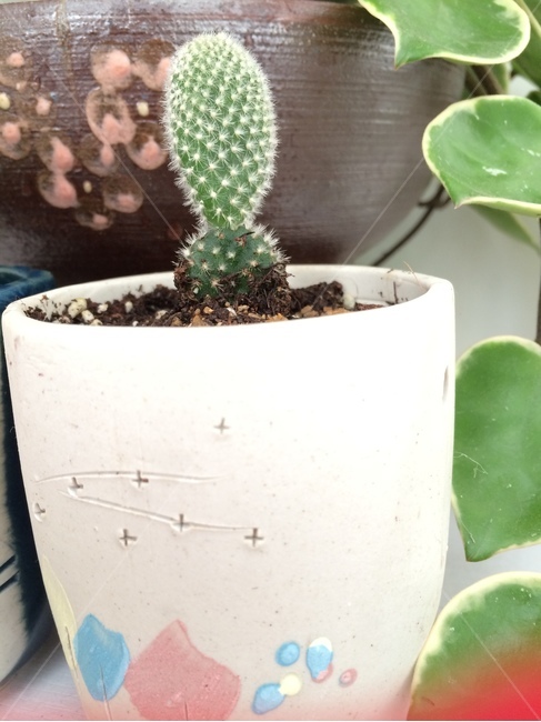 선인장,주걱선인장,화초,화분,작은화분