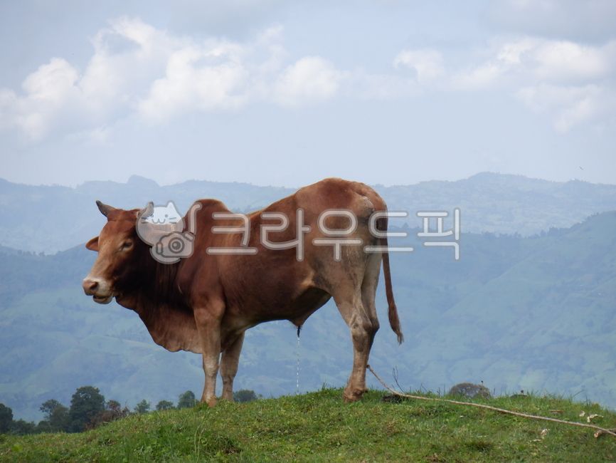 cow, 소, animal, 동물, 가축, 사진,이미지,일러스트,캘리그라피 - Nsedimentary작가