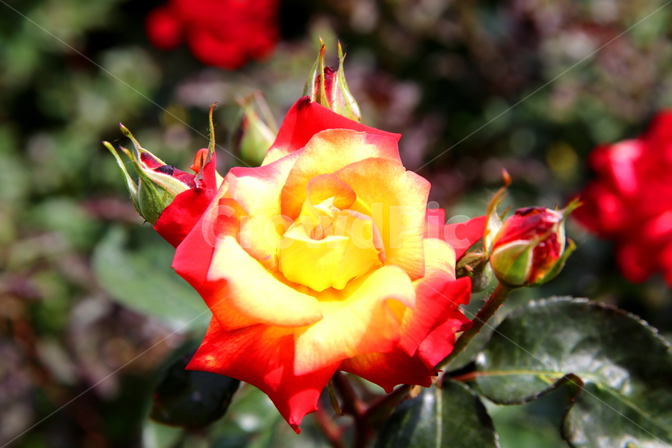 꽃,장미,식물,자연,풍경,식물,자연,plants,nature,꽃,flower