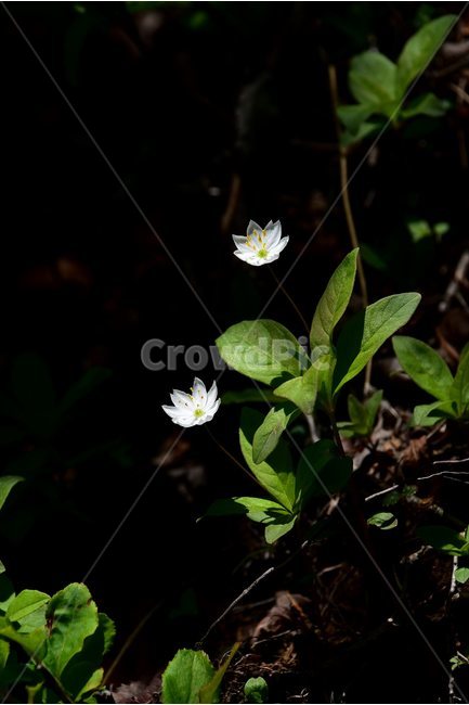 참기생꽃,야생화,꽃,식물,자연,생태,플라워,flower,plants,nature,식물,자연,plants,nature,꽃,flower