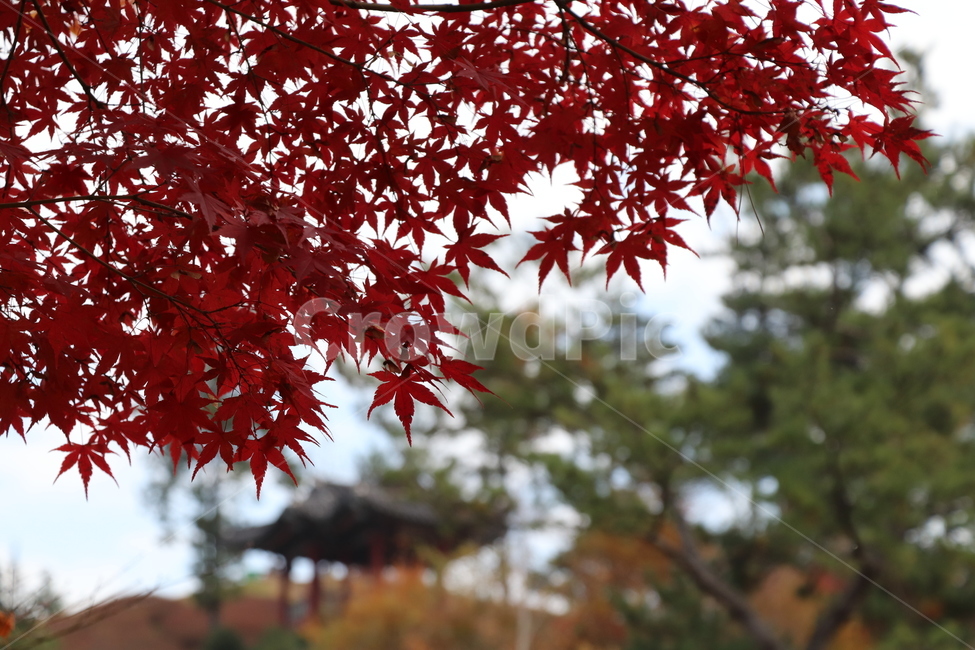 단풍,maple,나무,tree,식물,plant,잎,leaf,가을,계절,fall,autumn,season,식물,자연,plants,nature
