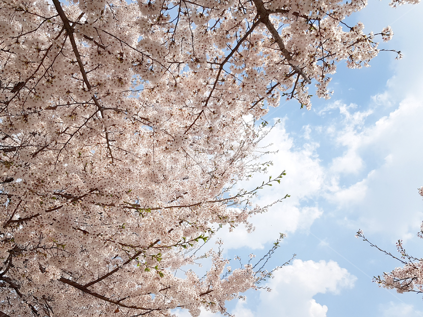 벚꽃,봄,꽃,식물,cherryblossoms,예쁜꽃,꽃배경,봄,계절,spring,season,식물,자연,plants,nature,꽃,flower,나무,trees,wood,plant,blossom